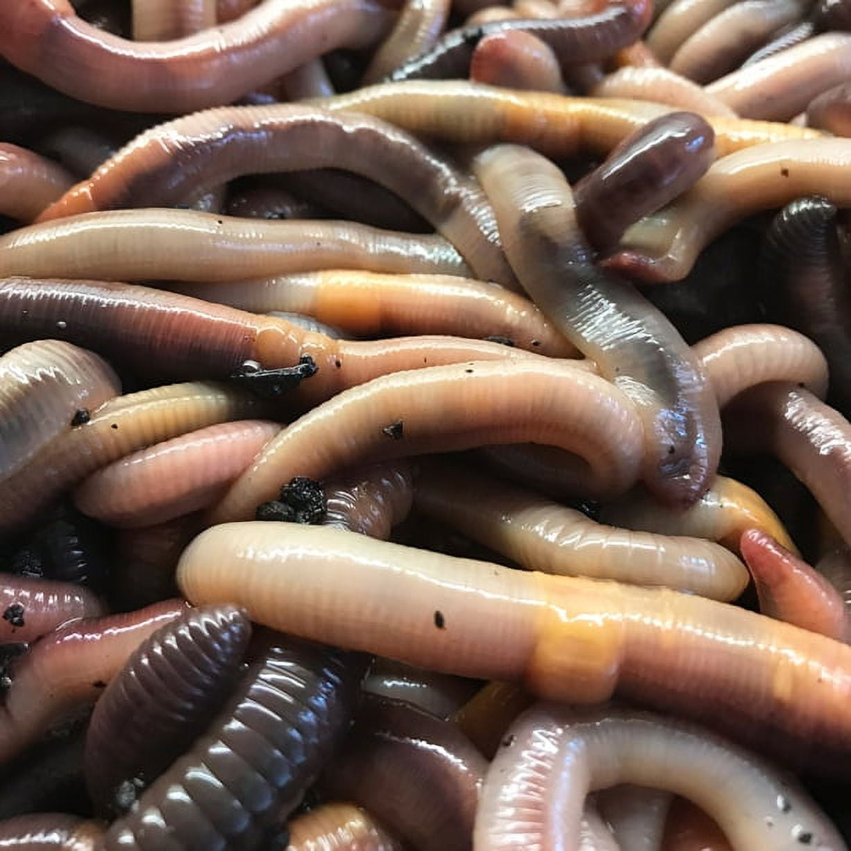 Speedy Worm - Live Canadian Nightcrawlers - 250 Count / Live Fishing Bait, Reptile Food, Bird Food / Live Arrival Guarantee