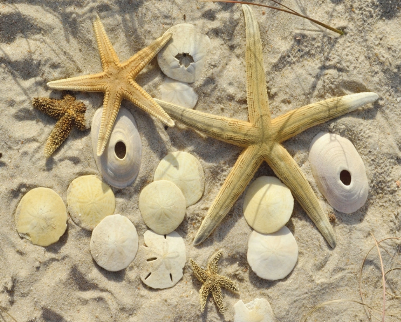 Jigsaw Puzzle, Several Prints